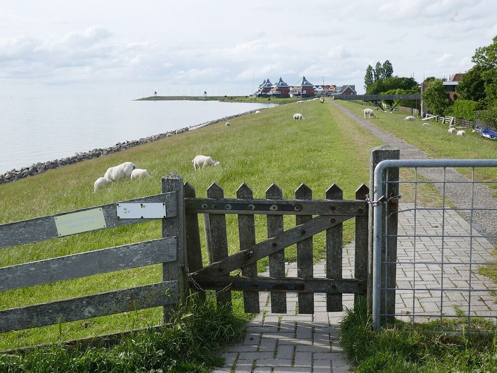 Klaphek in een wandelpad over een grasdijk langs het IJsselmeer bij Stavoren, met grazende schapen en in de verte de kleurrijke havenhuizen